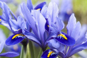 Iris reticulata 'Joyce'. Dwarf blue Iris for early spring flowering.